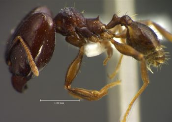 Media type: image;   Entomology 34400 Aspect: habitus lateral view